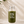 COREGREENS ウォーターボトル 300ml